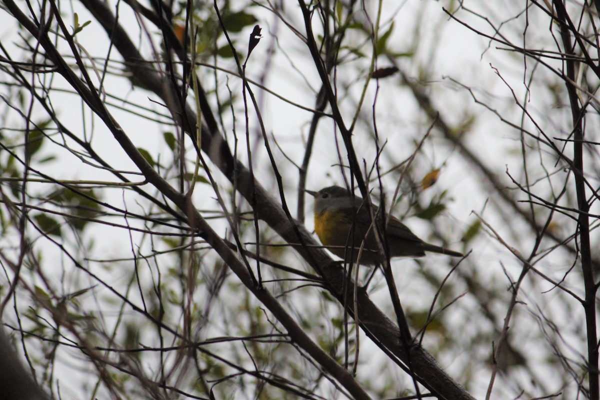 Nashville Warbler - ML541649901