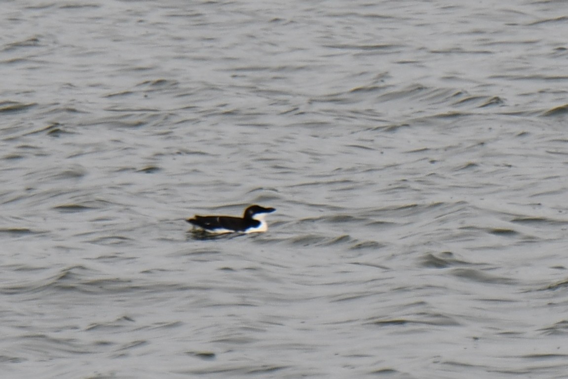 Razorbill - ML541650151