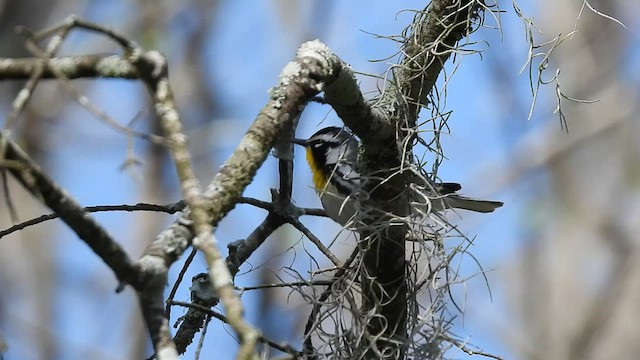 Paruline à gorge jaune - ML541650791