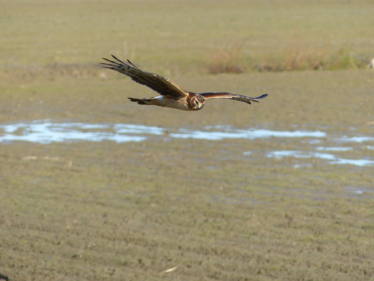 Northern Harrier - Liz Stewart