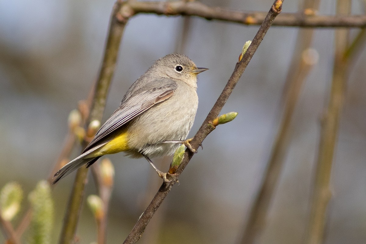 Virginia's Warbler - ML541651931