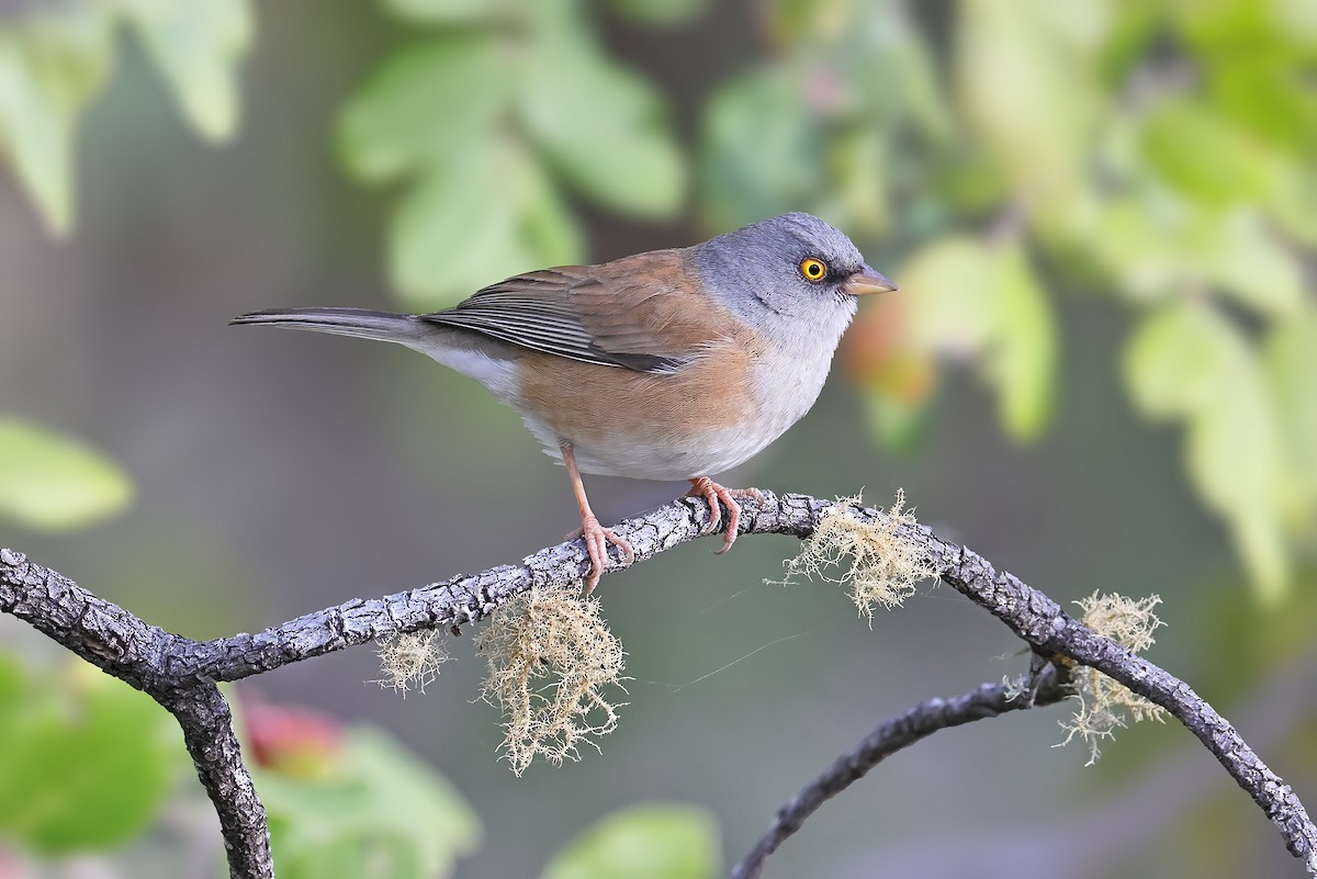 Baird's Junco - ML541652951