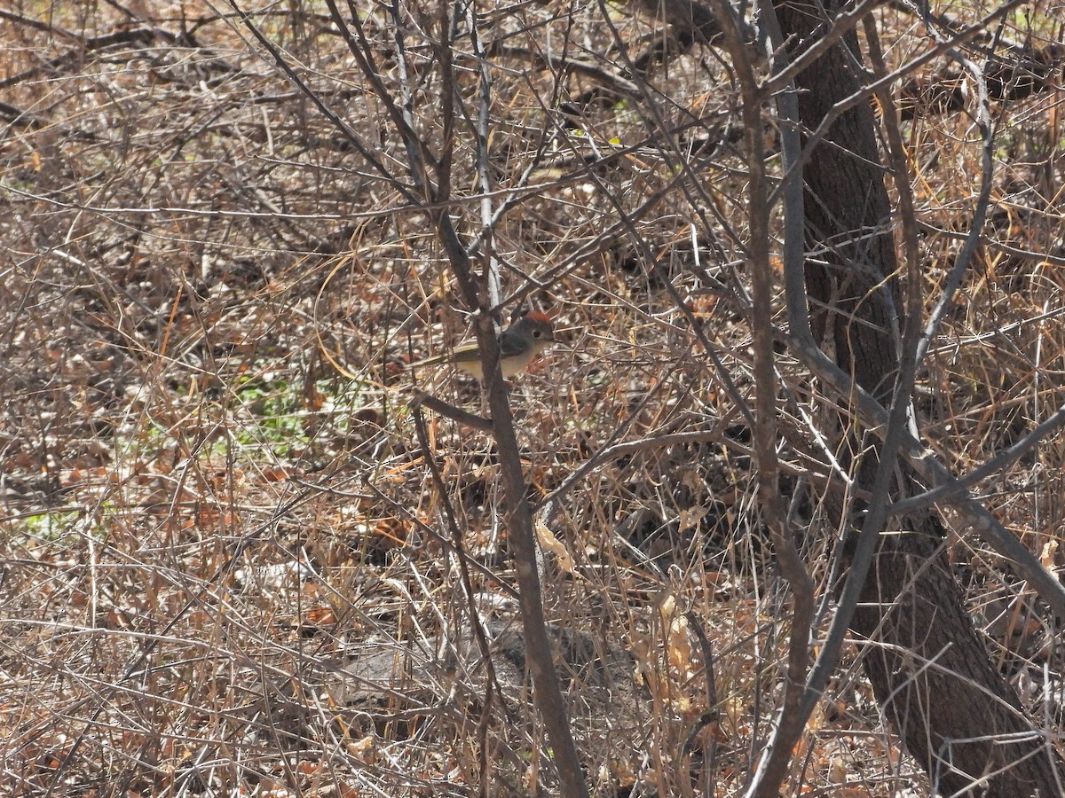 Ruby-crowned Kinglet - ML541653141