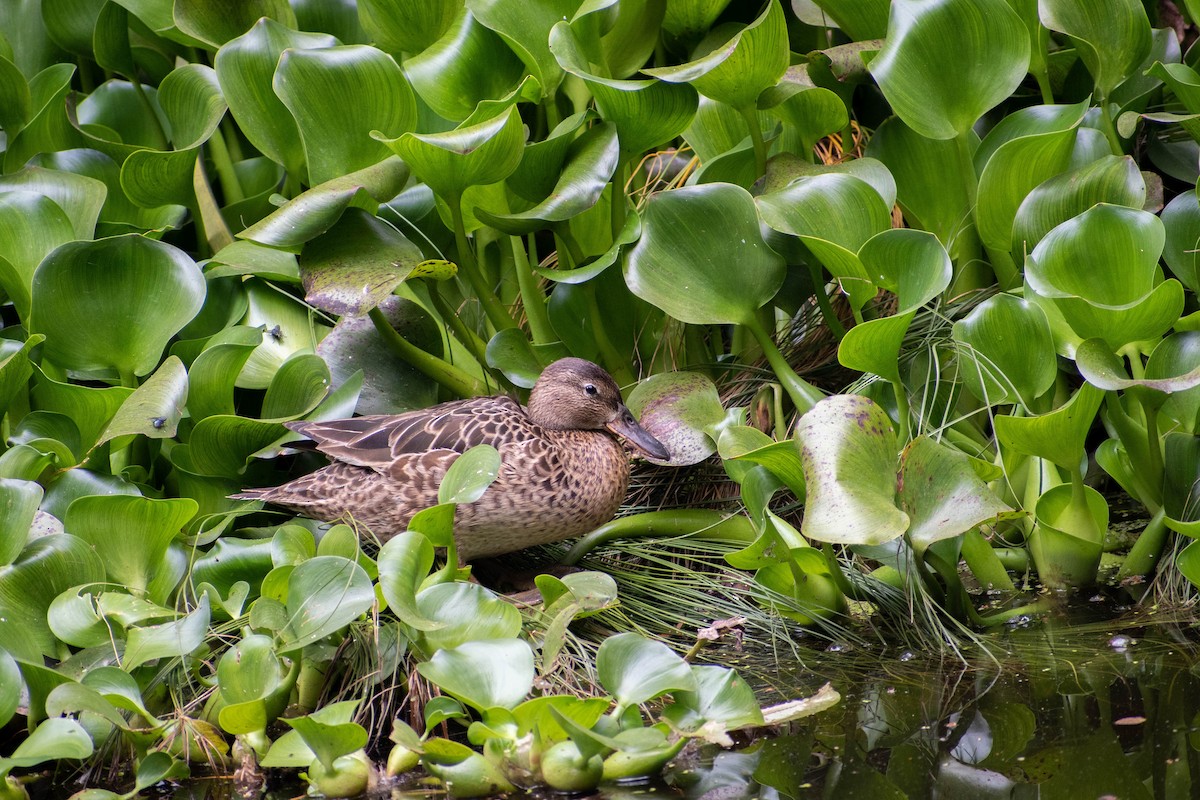 Cinnamon Teal - ML541653711