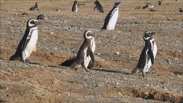 Pingüino Magallánico - ML541655081