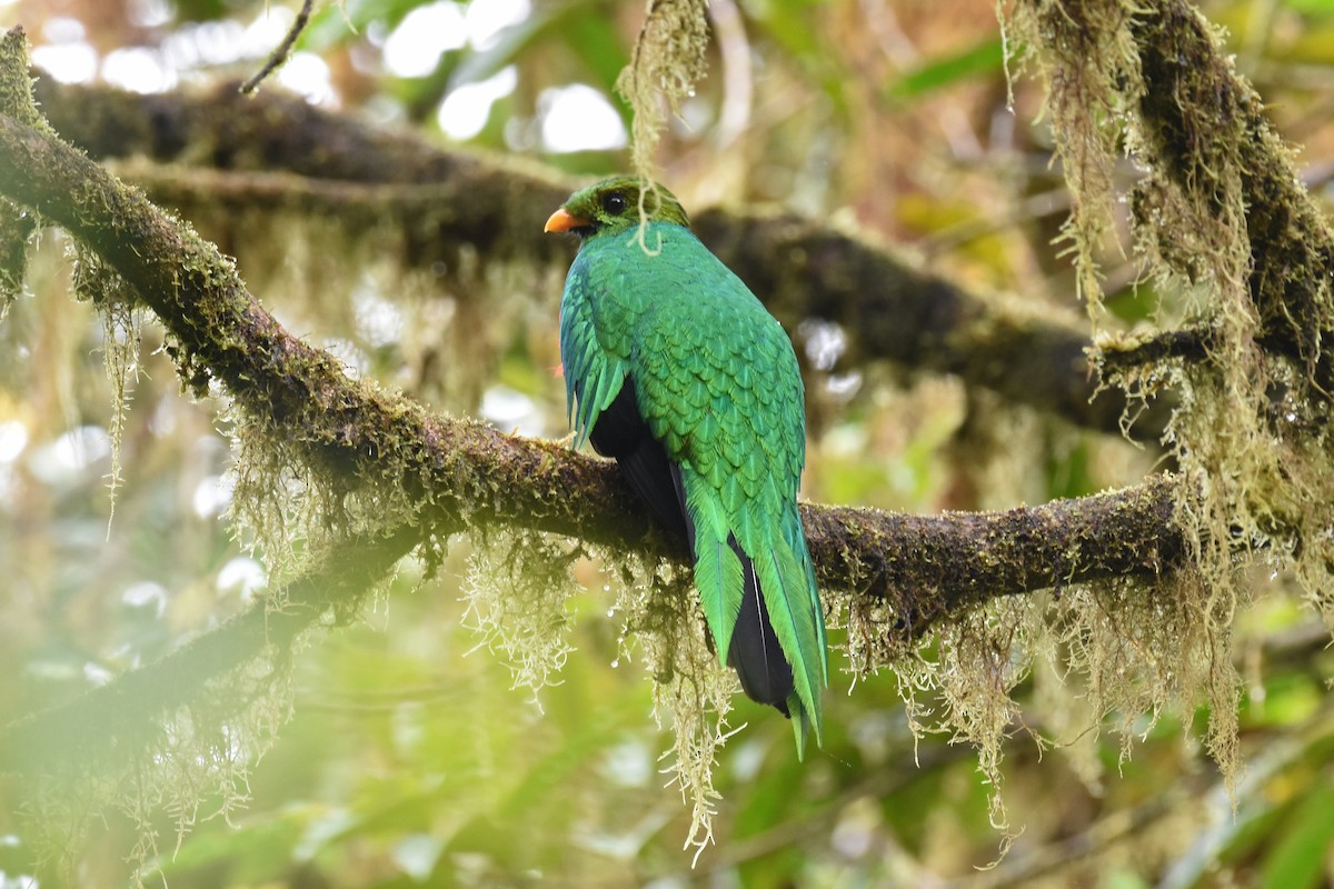 Golden-headed Quetzal - ML541655571