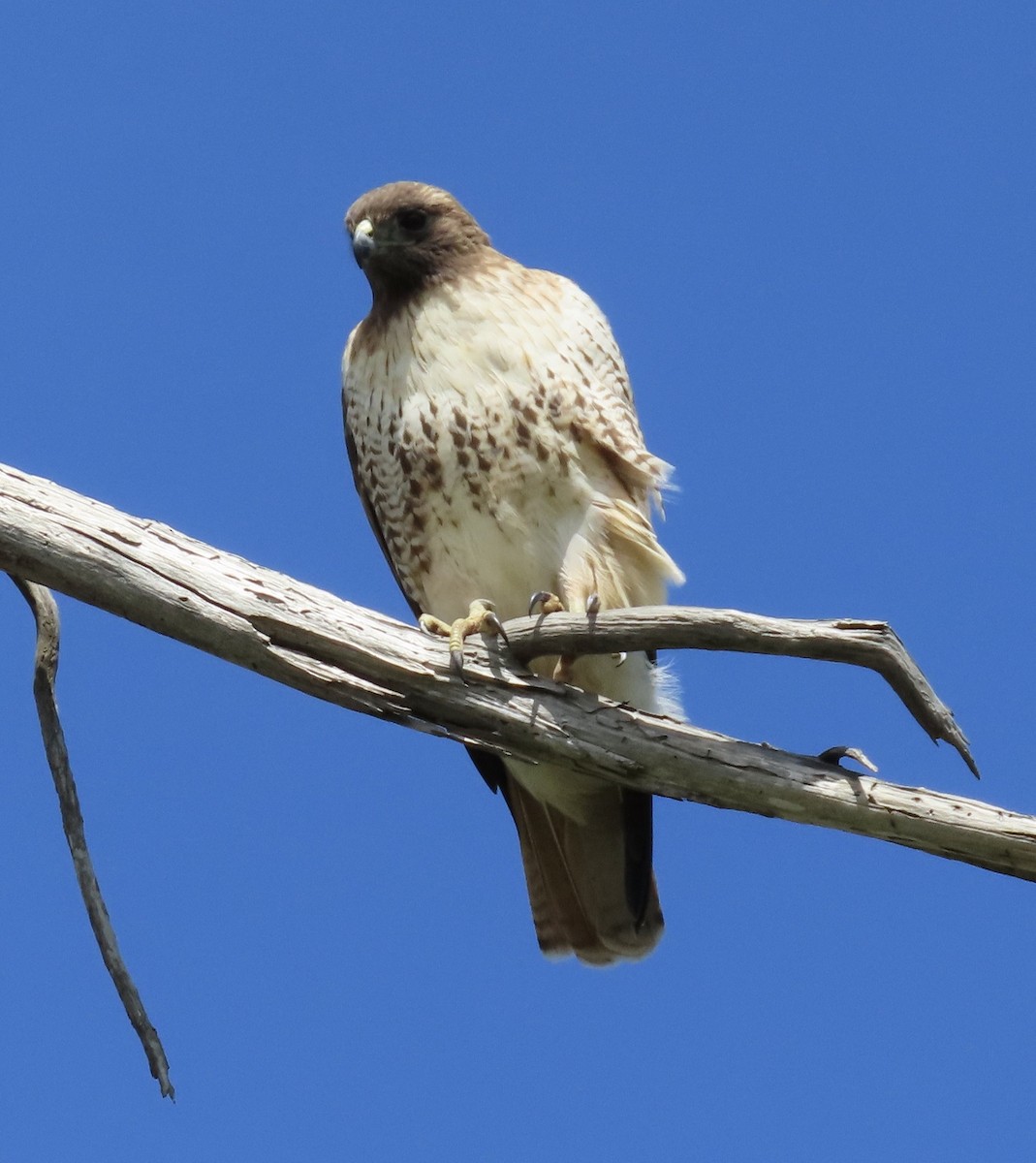 Red-tailed Hawk - ML541657521