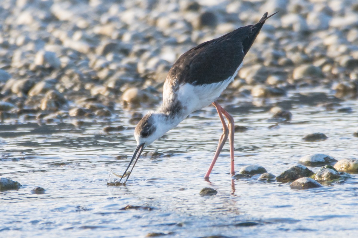 Pied Stilt - ML541657991