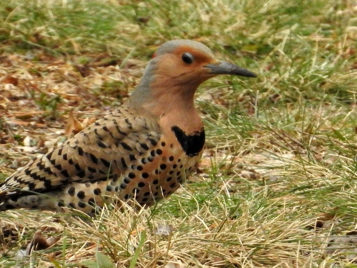 Northern Flicker - ML54165831