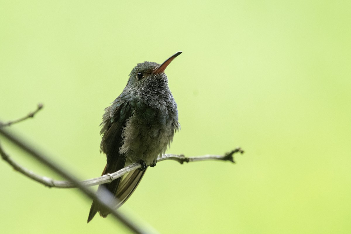 Rufous-tailed Hummingbird - Lucas Schrader