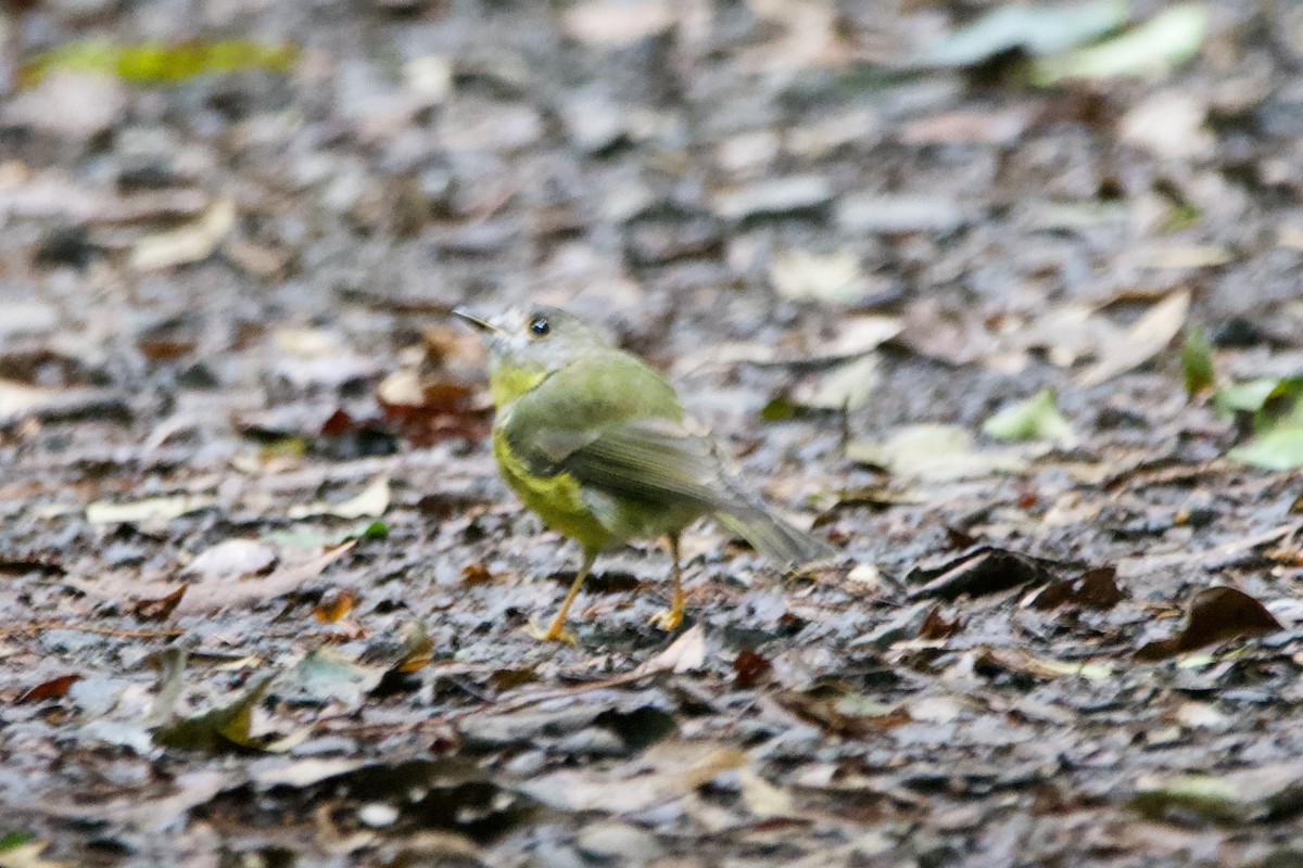 Pale-yellow Robin - ML541658421