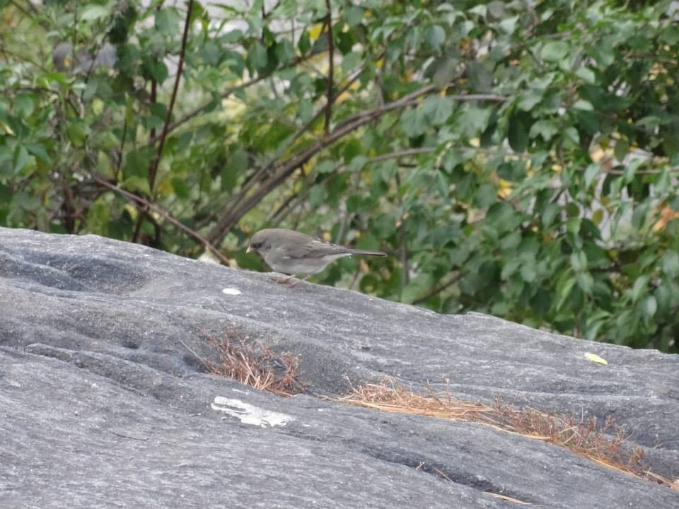 Dark-eyed Junco - ML541658581