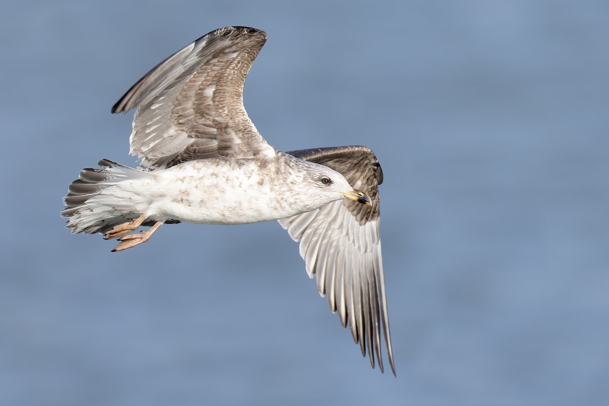 Lesser Black-backed Gull - ML541659311