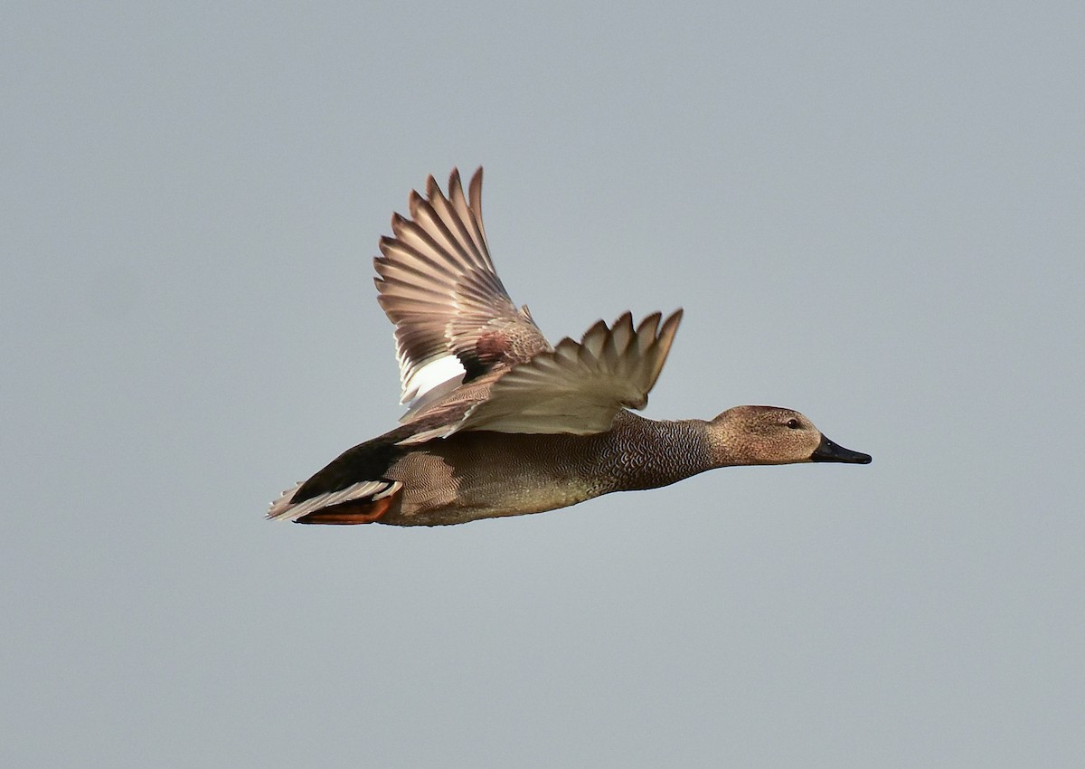 Gadwall - ML541660521