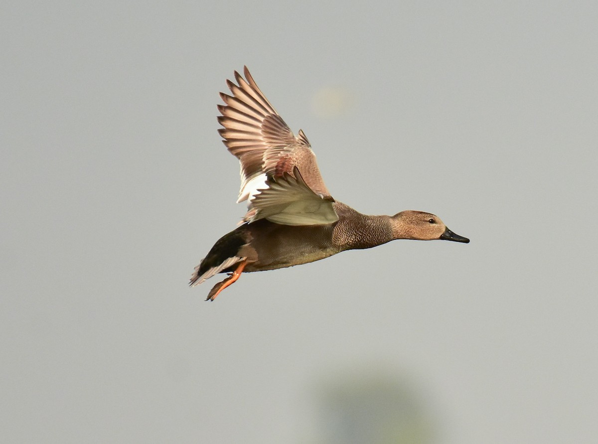 Gadwall - ML541660531