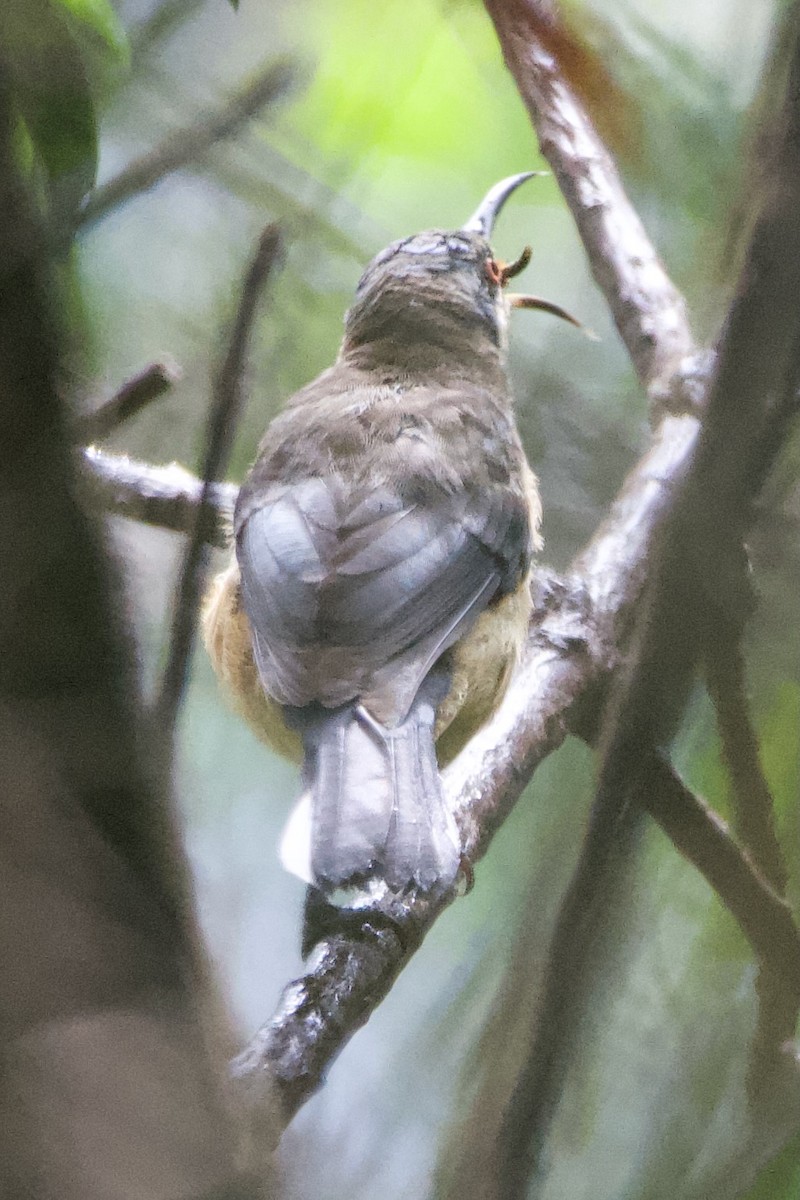 Eastern Spinebill - ML541662331