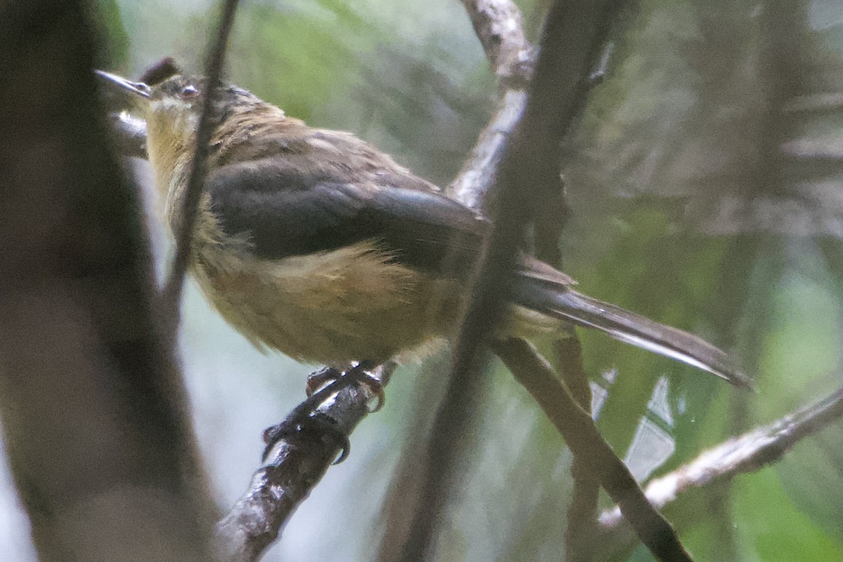 Eastern Spinebill - Jonathan Mills-Anderson