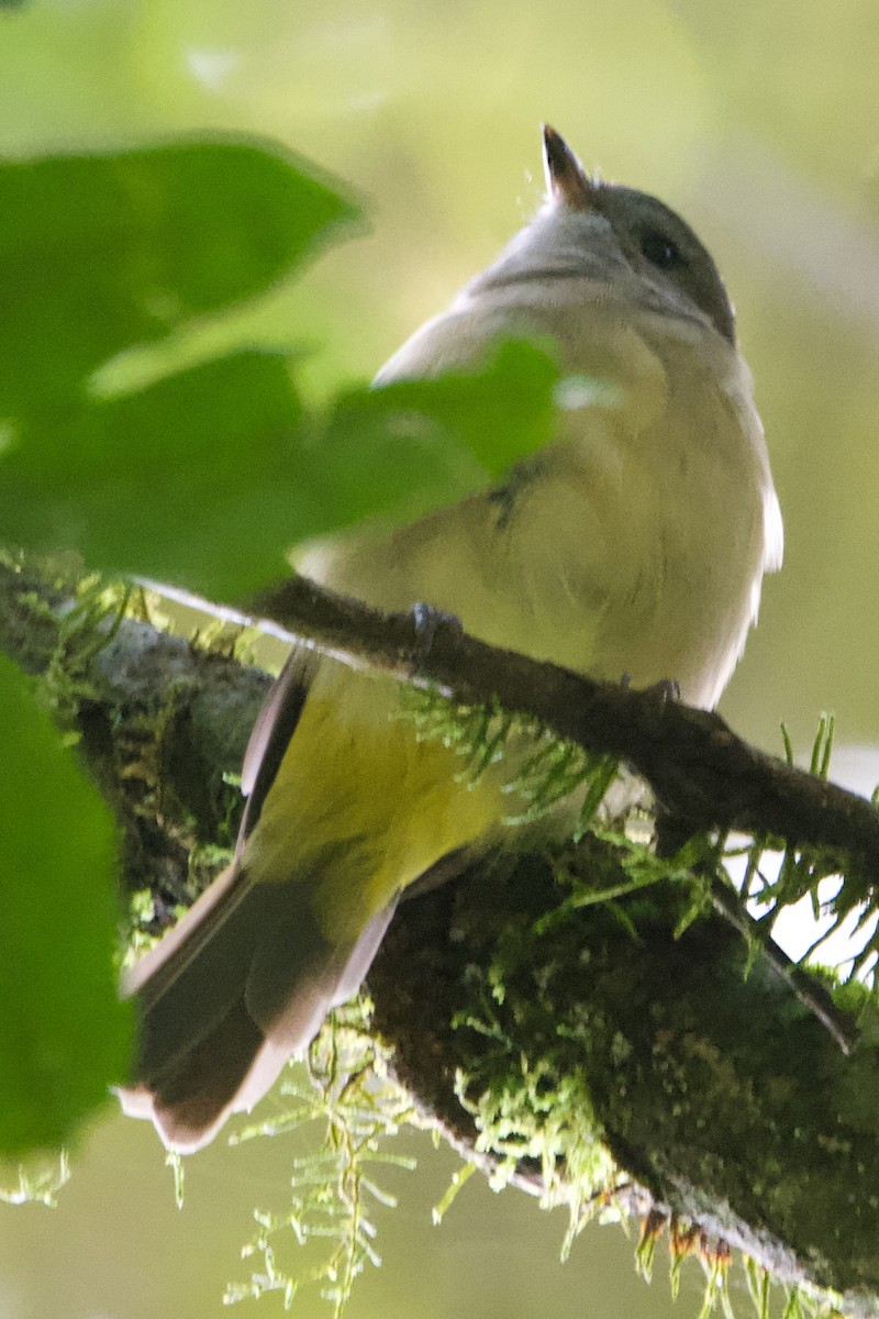 Golden Whistler - ML541662361