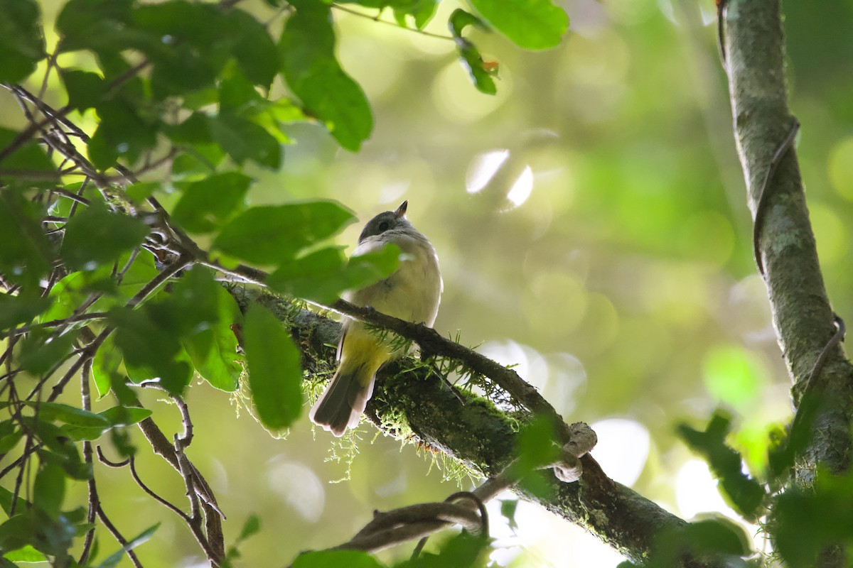 Golden Whistler - ML541662371