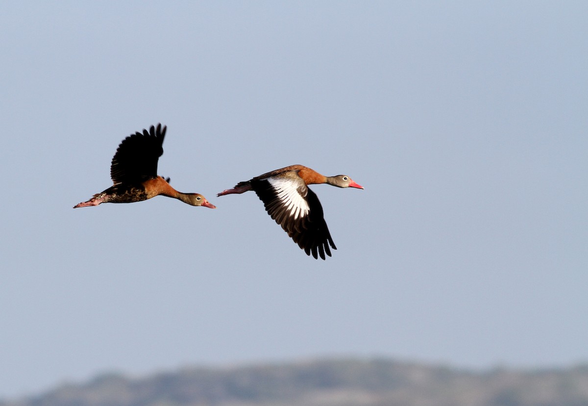 Black-bellied Whistling-Duck - Georges Duriaux