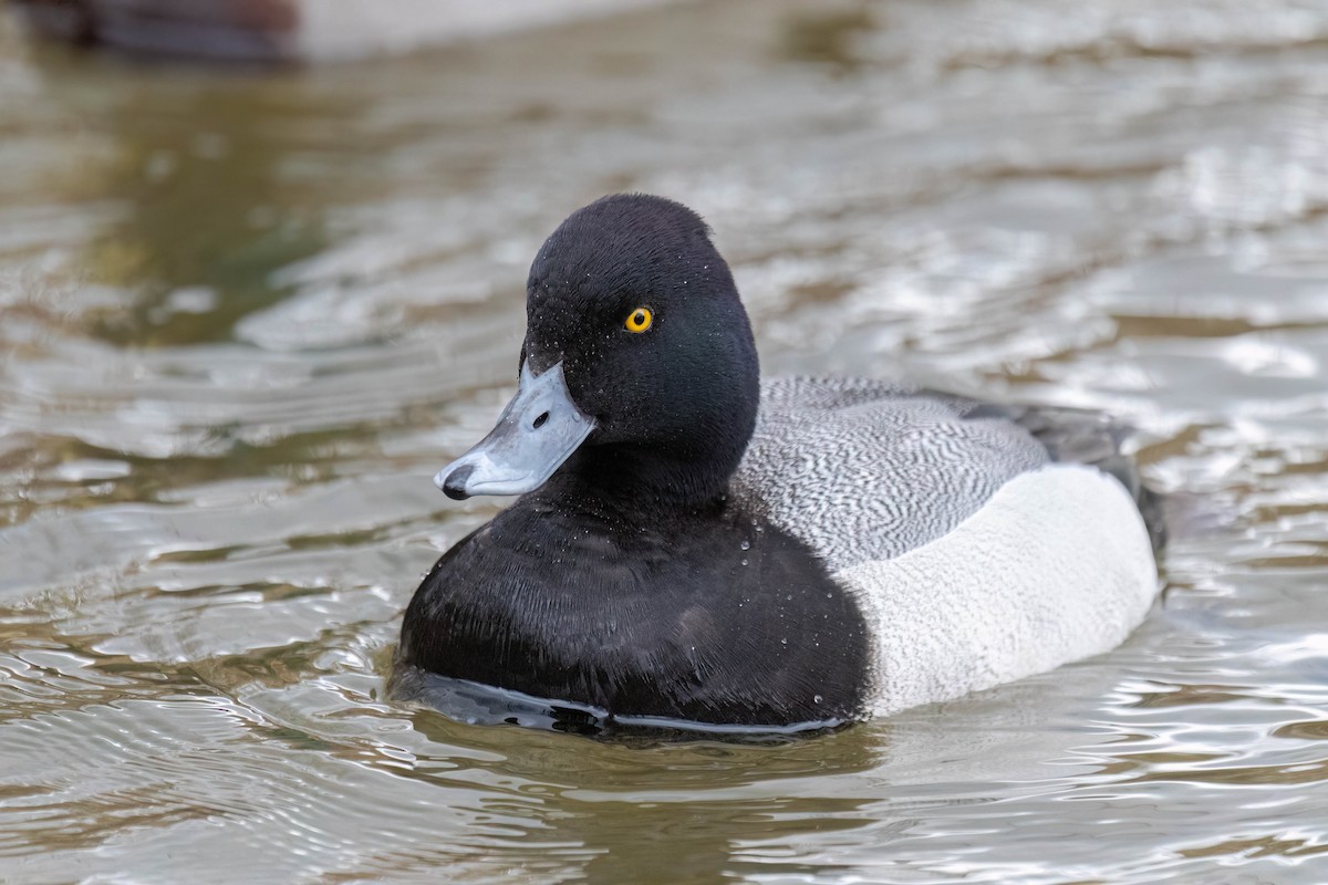 Lesser Scaup - Kalvin Chan