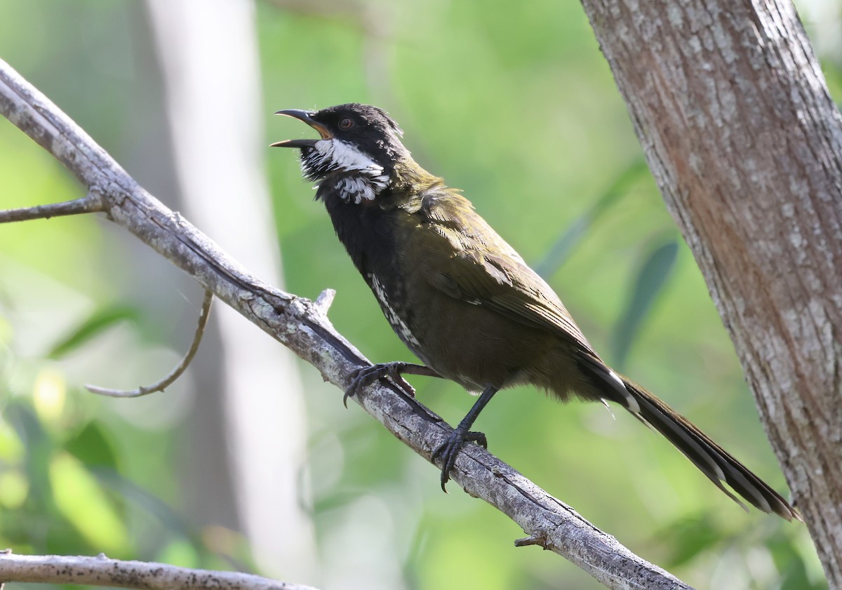 Eastern Whipbird - ML541663181