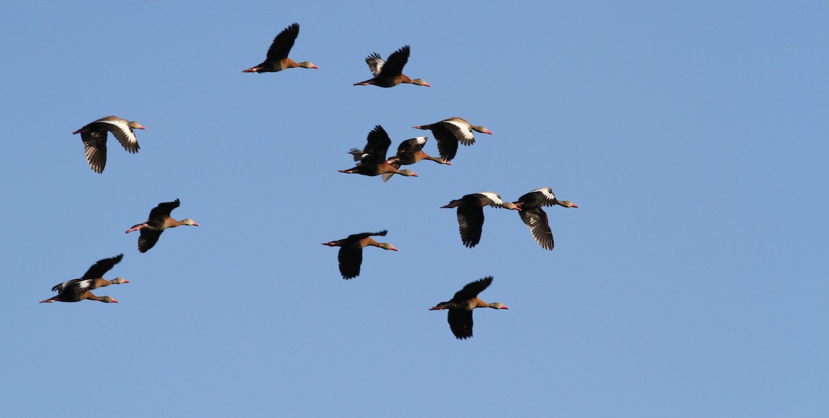 Black-bellied Whistling-Duck - Georges Duriaux