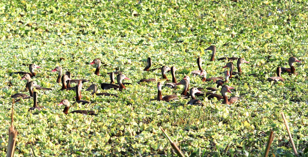 Black-bellied Whistling-Duck - Georges Duriaux