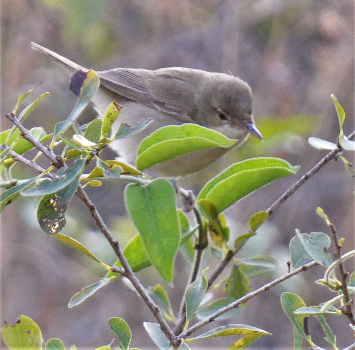 Blyth's Reed Warbler - ML541664481