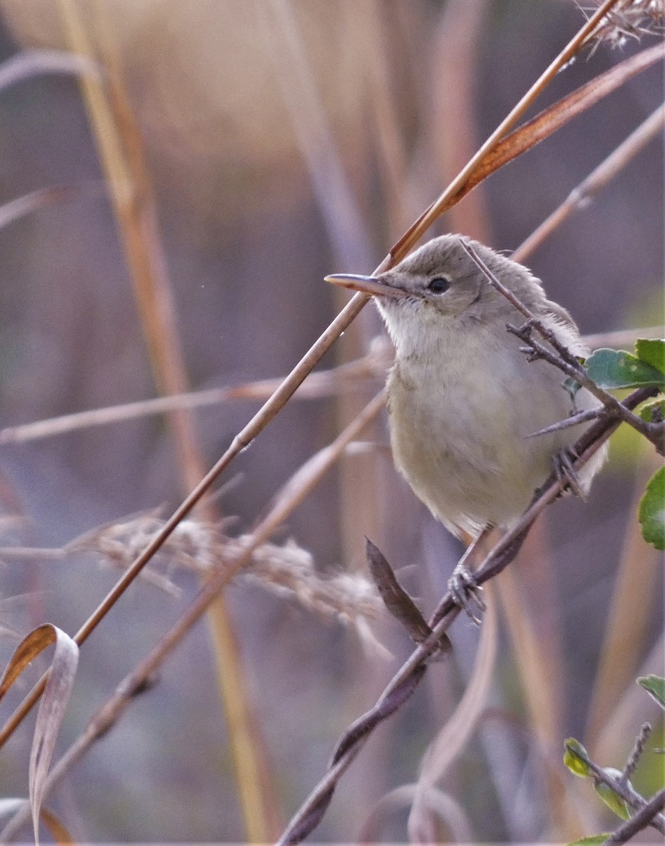 Blyth's Reed Warbler - ML541664491