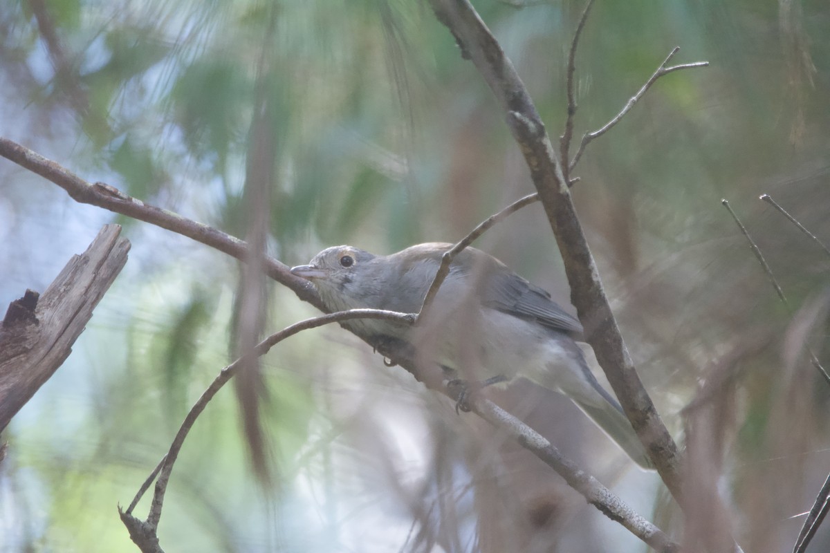 Gray Shrikethrush - Jonathan Mills-Anderson