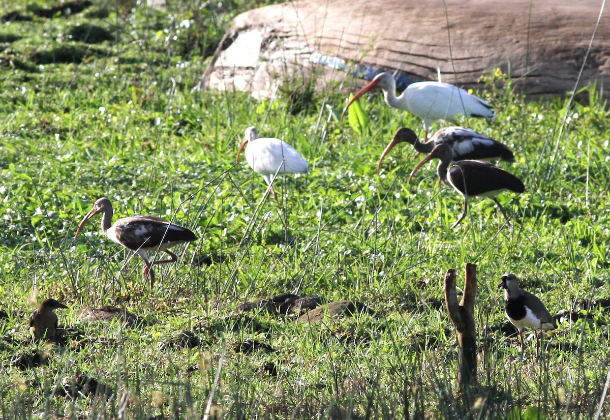 ibis bílý - ML54166511