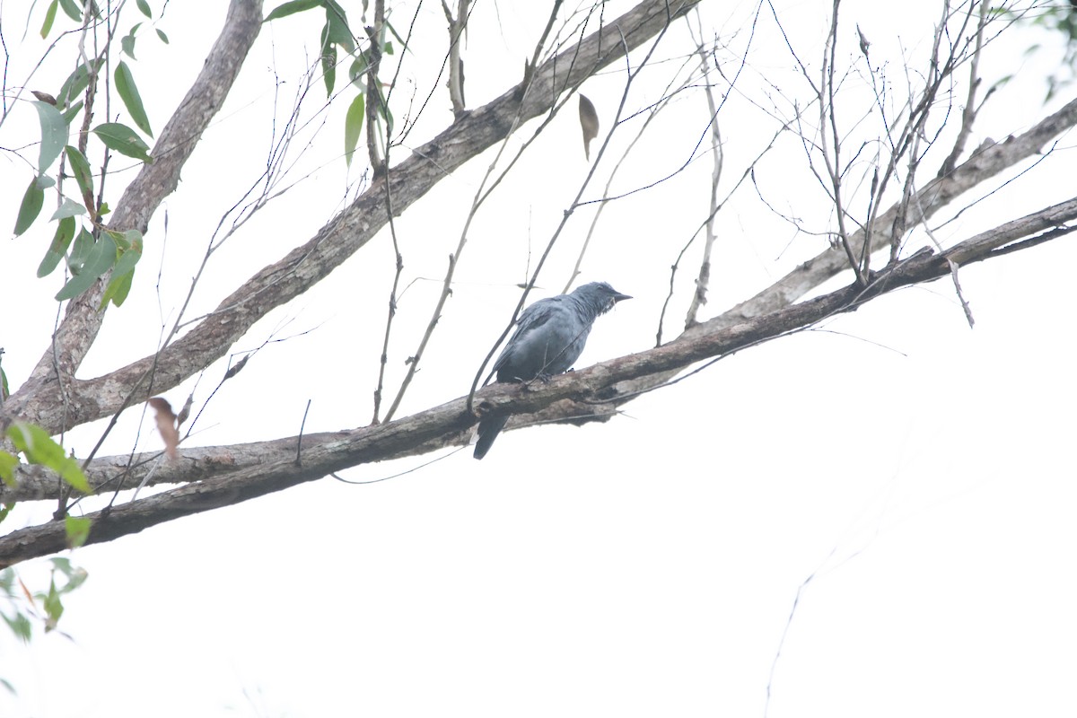 Sahul Cicadabird - ML541669821