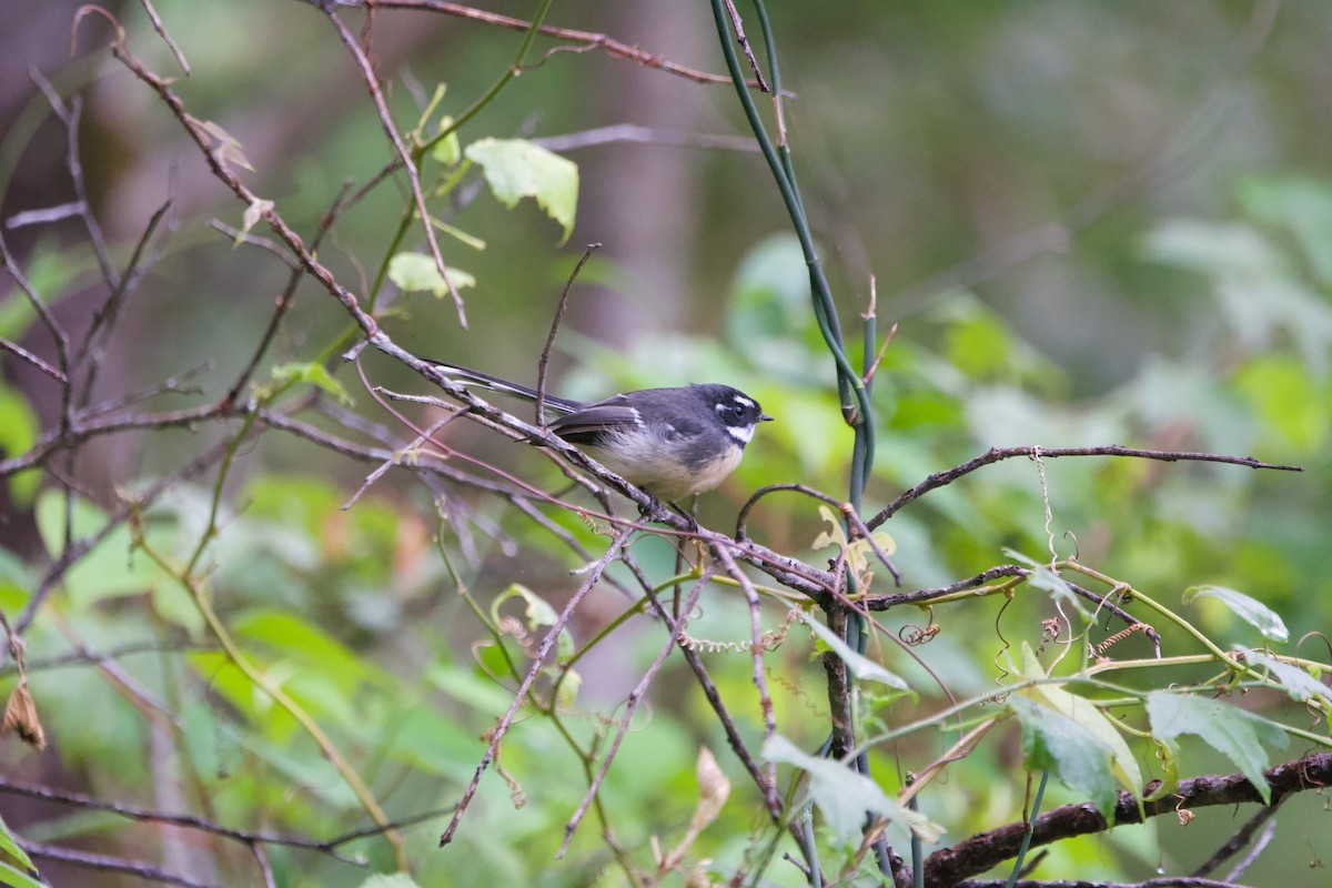 Gray Fantail - ML541669831