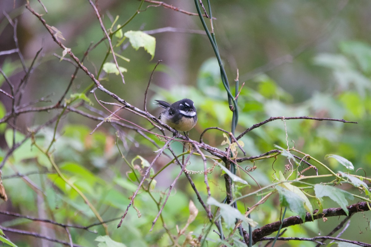 Gray Fantail - ML541669841