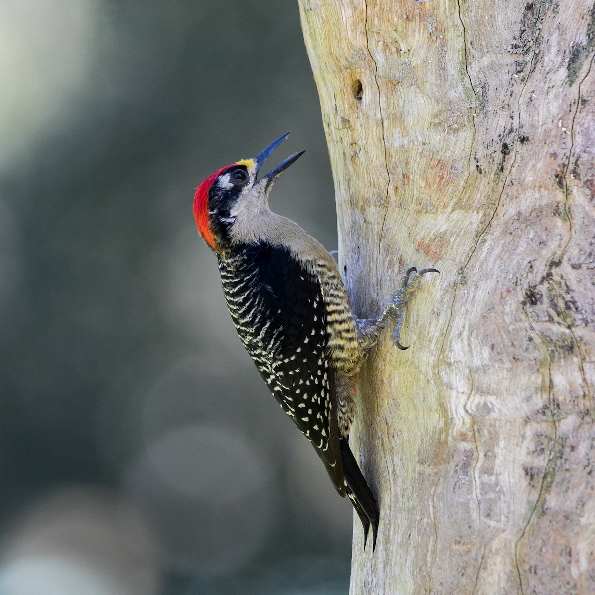 Black-cheeked Woodpecker - Isaias Morataya