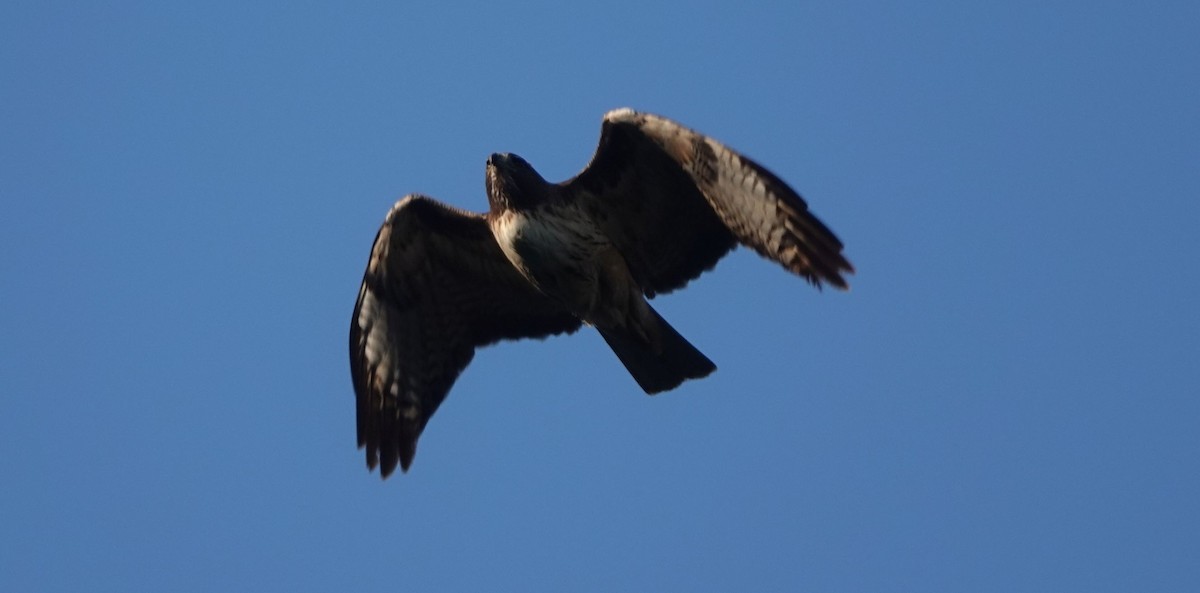 Red-tailed Hawk (calurus/alascensis) - ML541673051