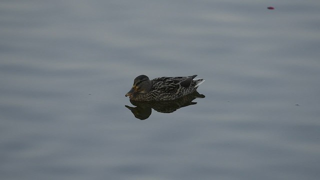 綠頭鴨(馴化) - ML541674811