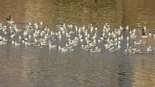 Brown-headed Gull - ML541675701