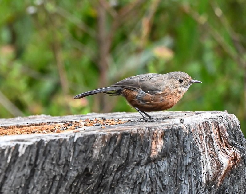 Rockwarbler - ML541675941