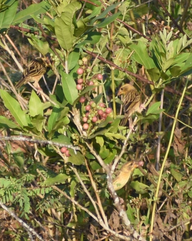 Baya Weaver - ML541676371