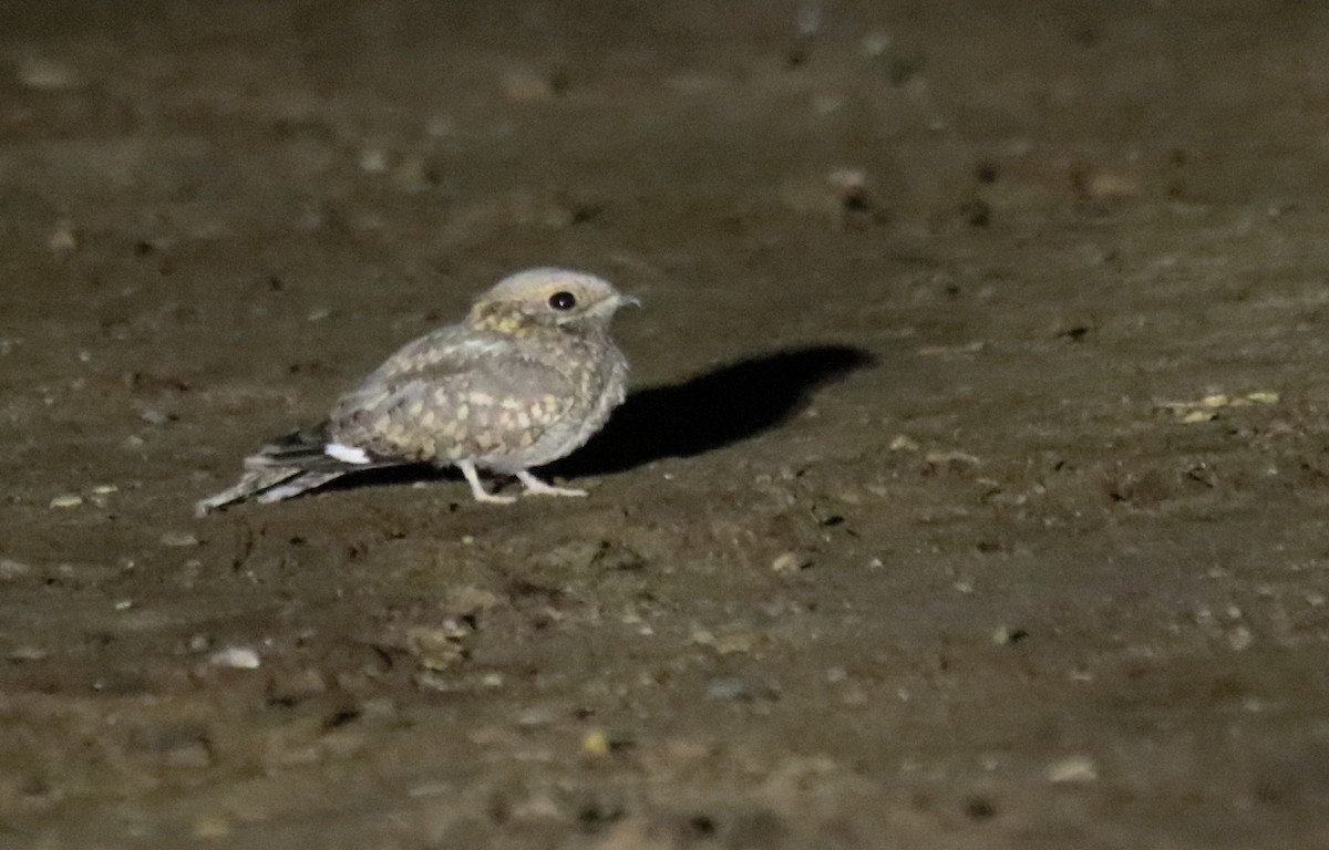 Nubian Nightjar (Nubian) - Anne Heyerly