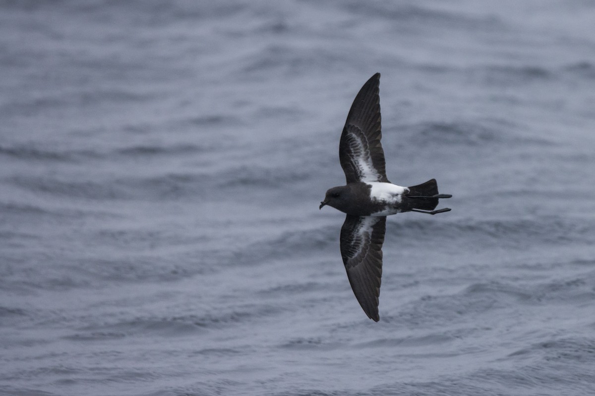 Black-bellied Storm-Petrel - ML541678111