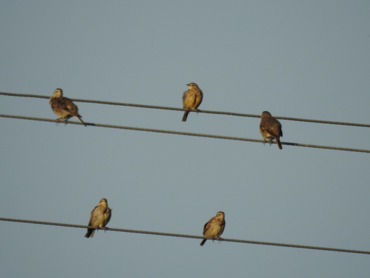 American Pipit - ML541680101