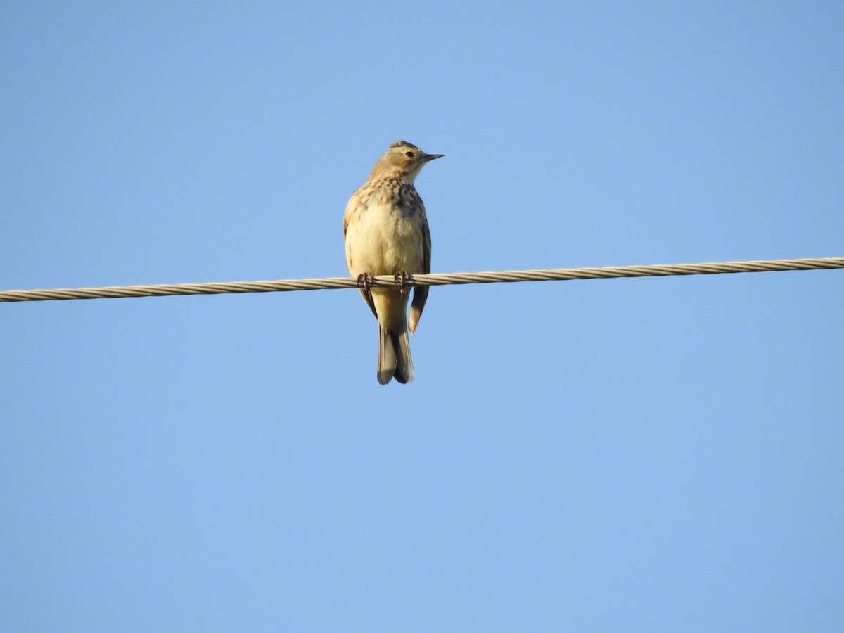 American Pipit - Greg Estep