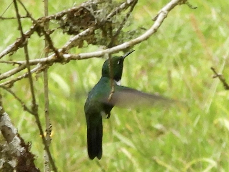 White-throated Daggerbill - ML541680151