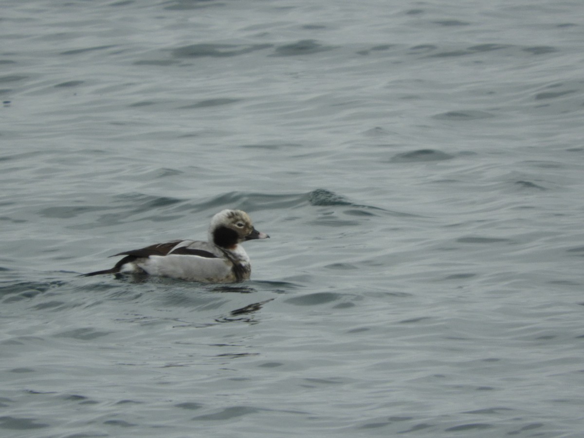 Long-tailed Duck - ML541680781