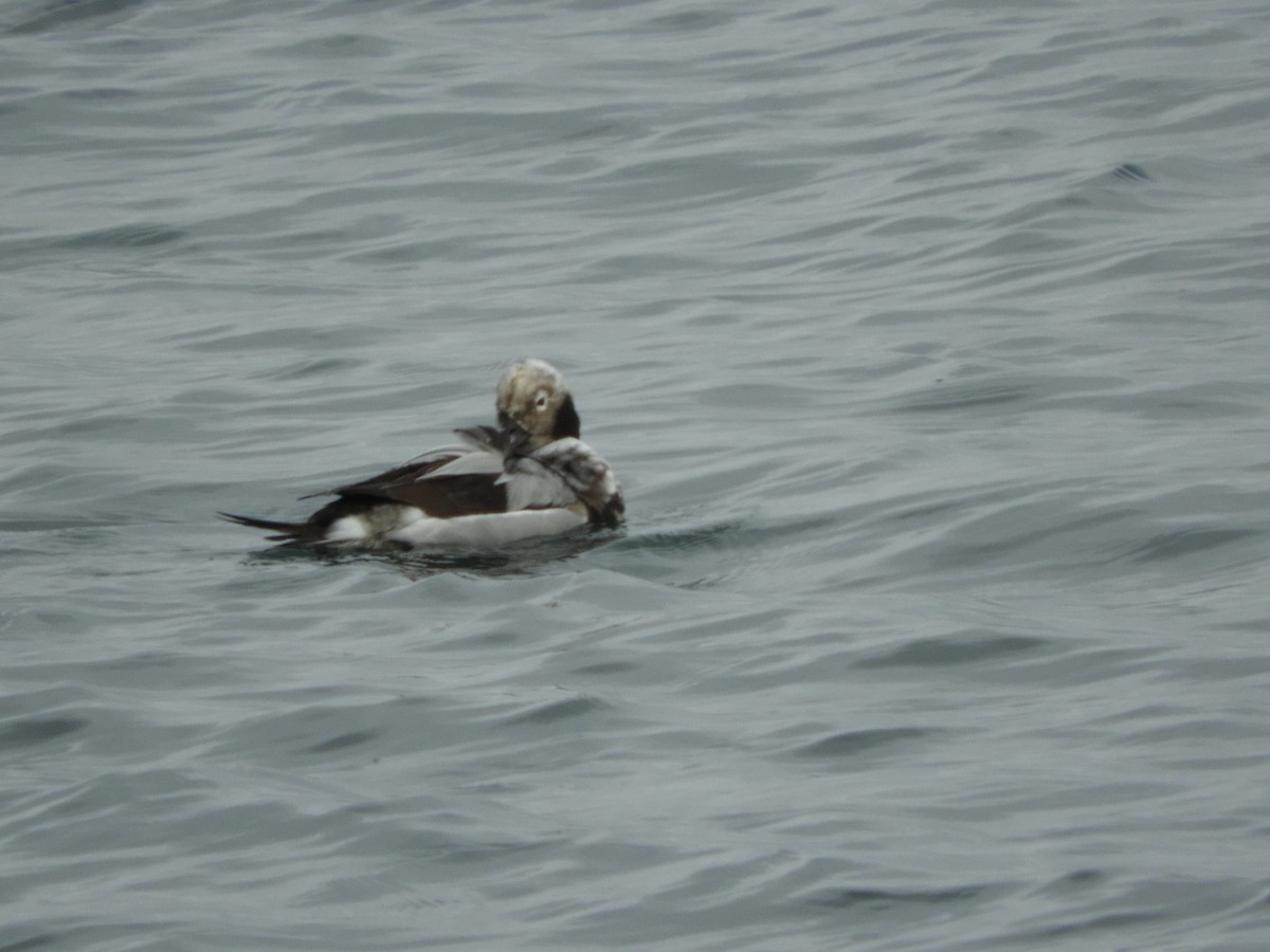 Long-tailed Duck - ML541680791