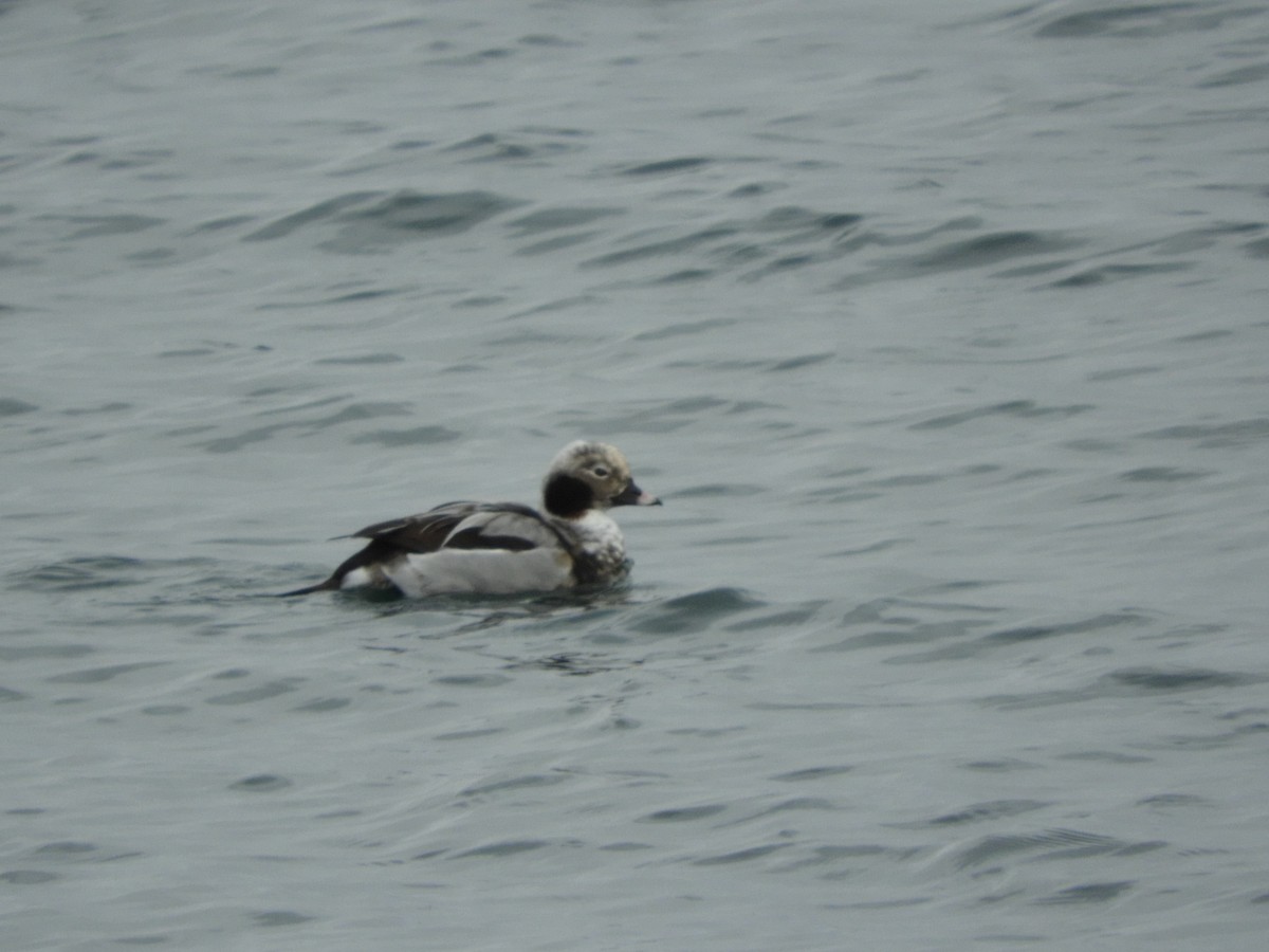 Long-tailed Duck - ML541680801