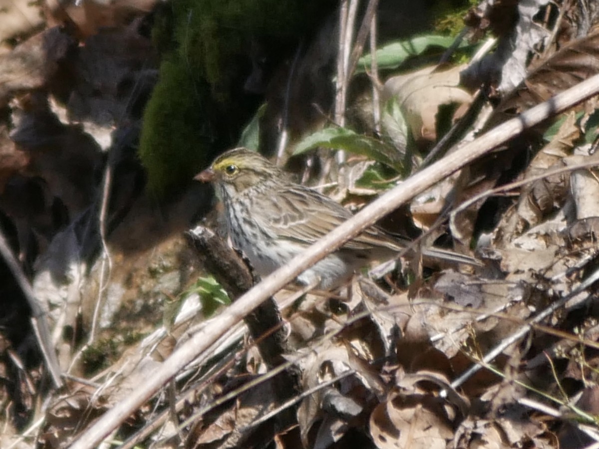 Savannah Sparrow - ML54168081